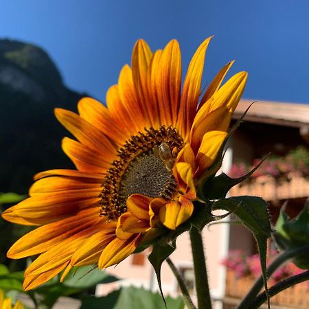 Cesa Mandi E Miky Apartamento Canazei Exterior foto